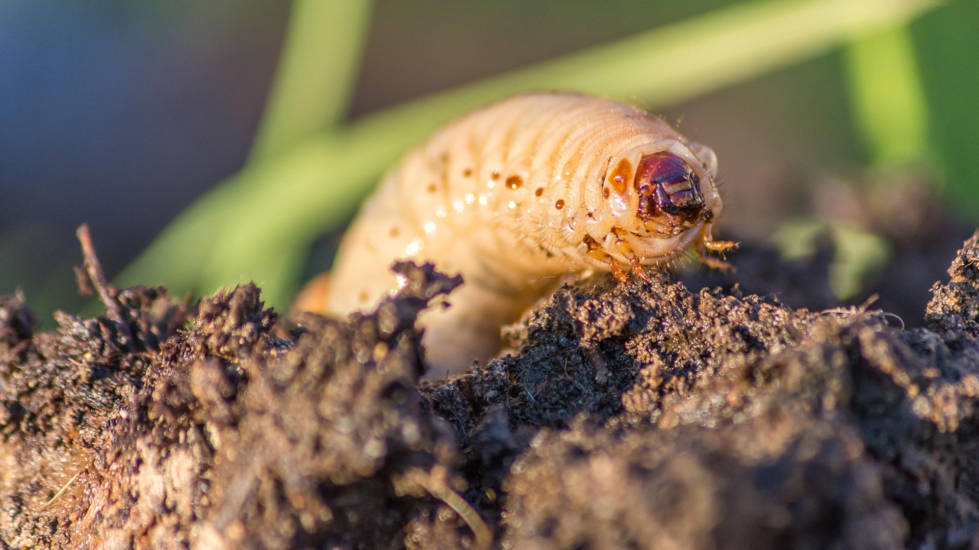 How To Kill Active Grubs In Your Lawn Turf Badger Blog